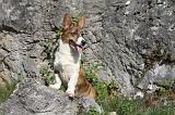CORGI CARDIGAN 067